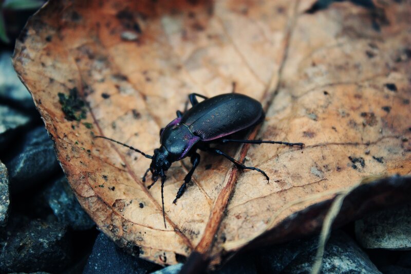 beetle on a leaf