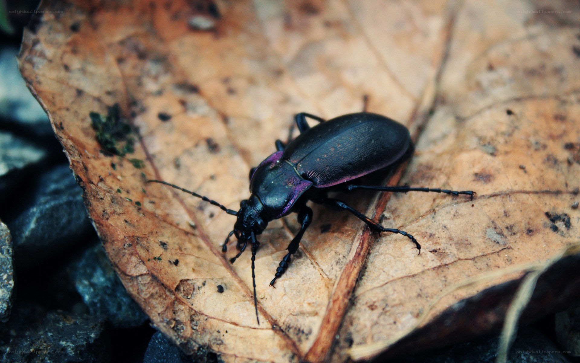 beetle on a leaf