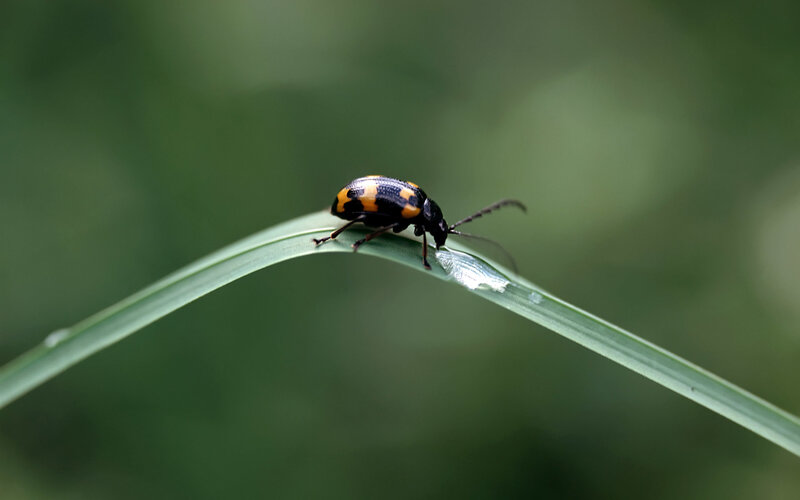 Beetle on a Leaf — Green
