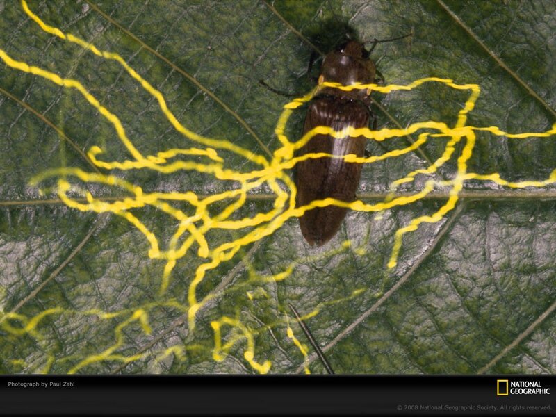 Beetle on a leaf with yellow lines