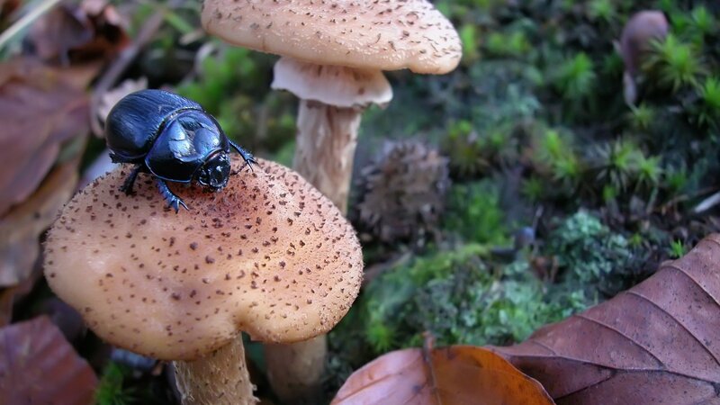 beetle on a mushroom