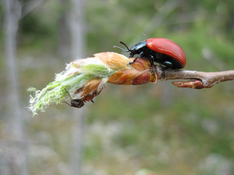 beetle on a plant bud