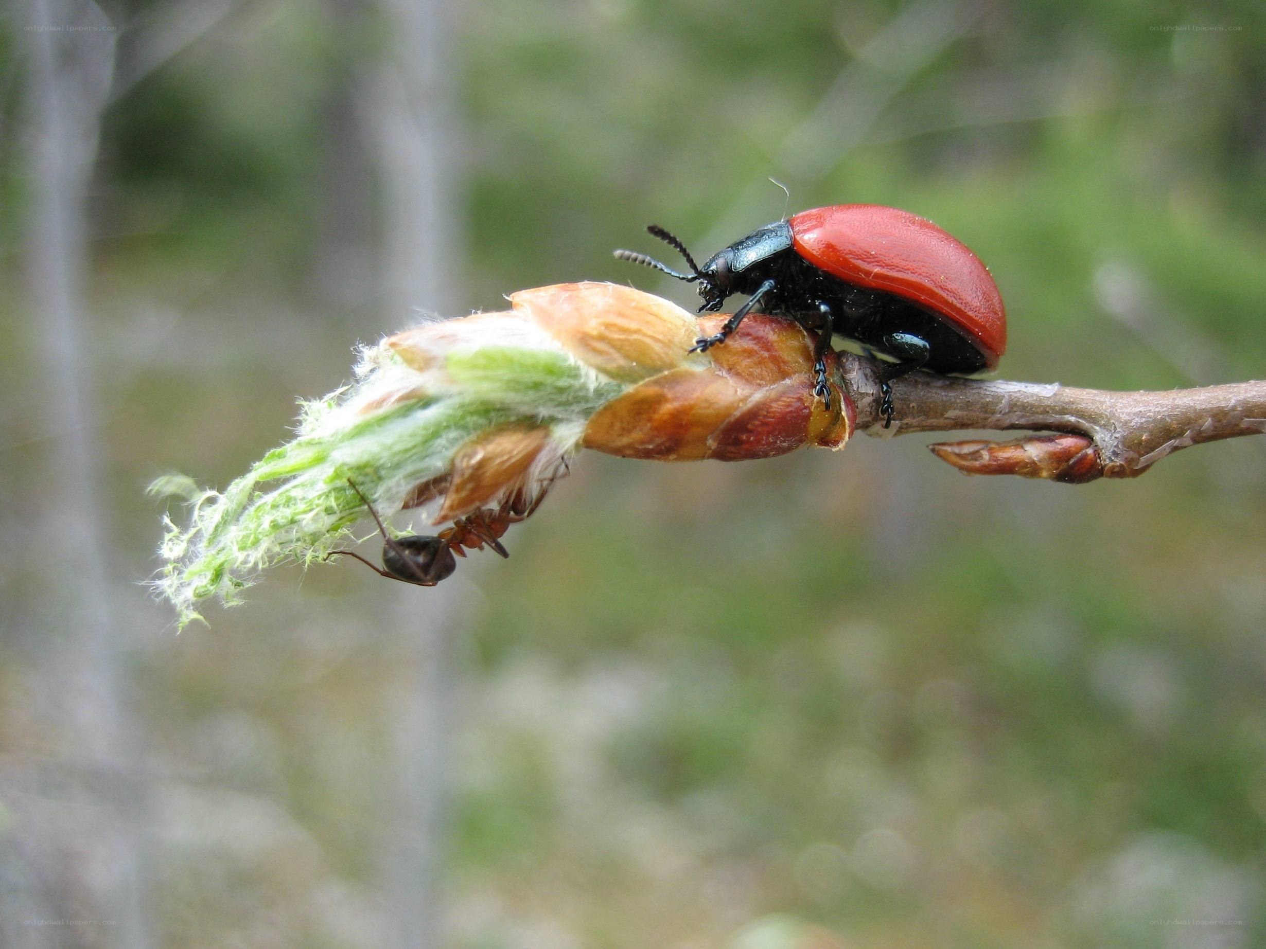 beetle on a plant bud