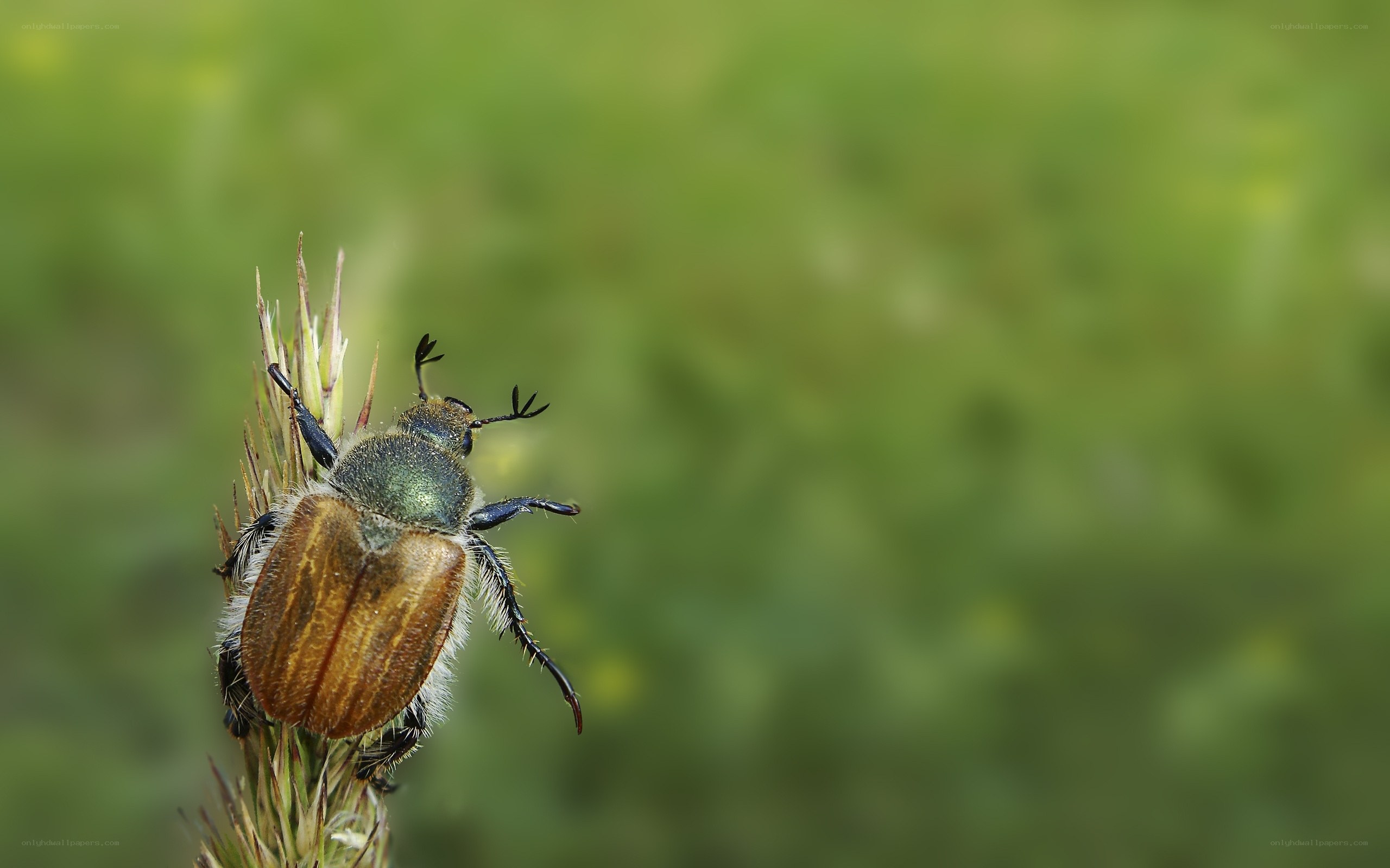 beetle on a plant stem