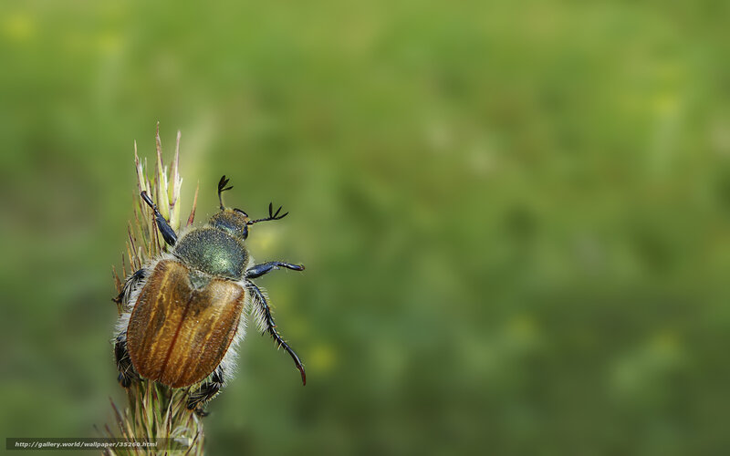 beetle on a plant stem