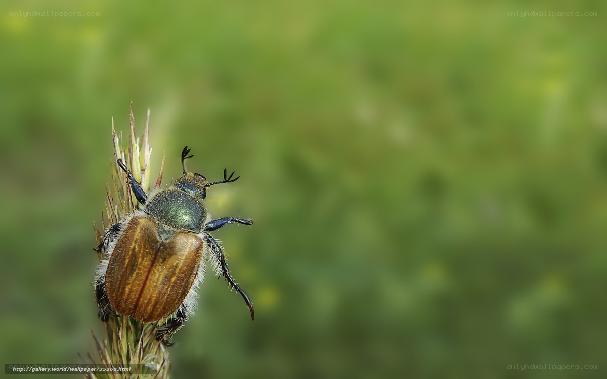 beetle on a plant stem