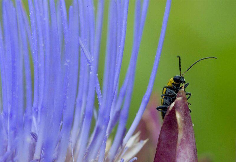 beetle on a purple flower