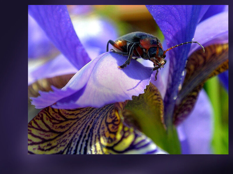 beetle on a purple iris