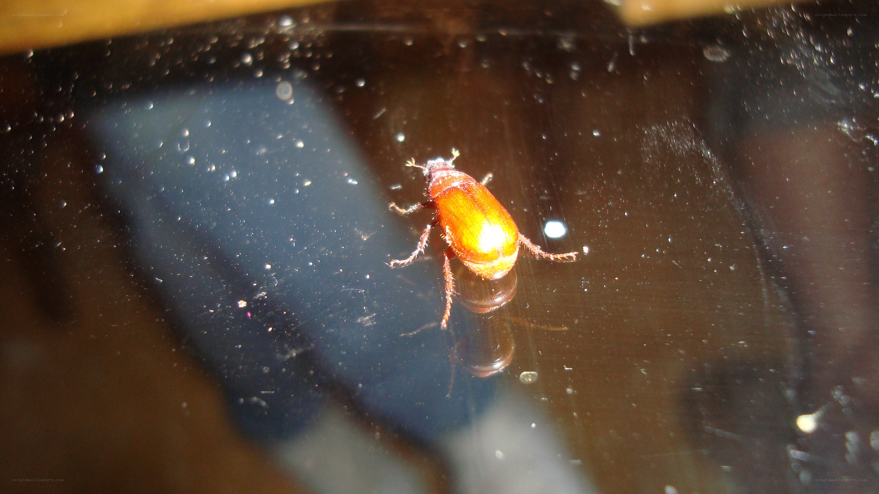 beetle on a reflective surface