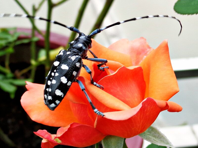 Beetle on a rose flower