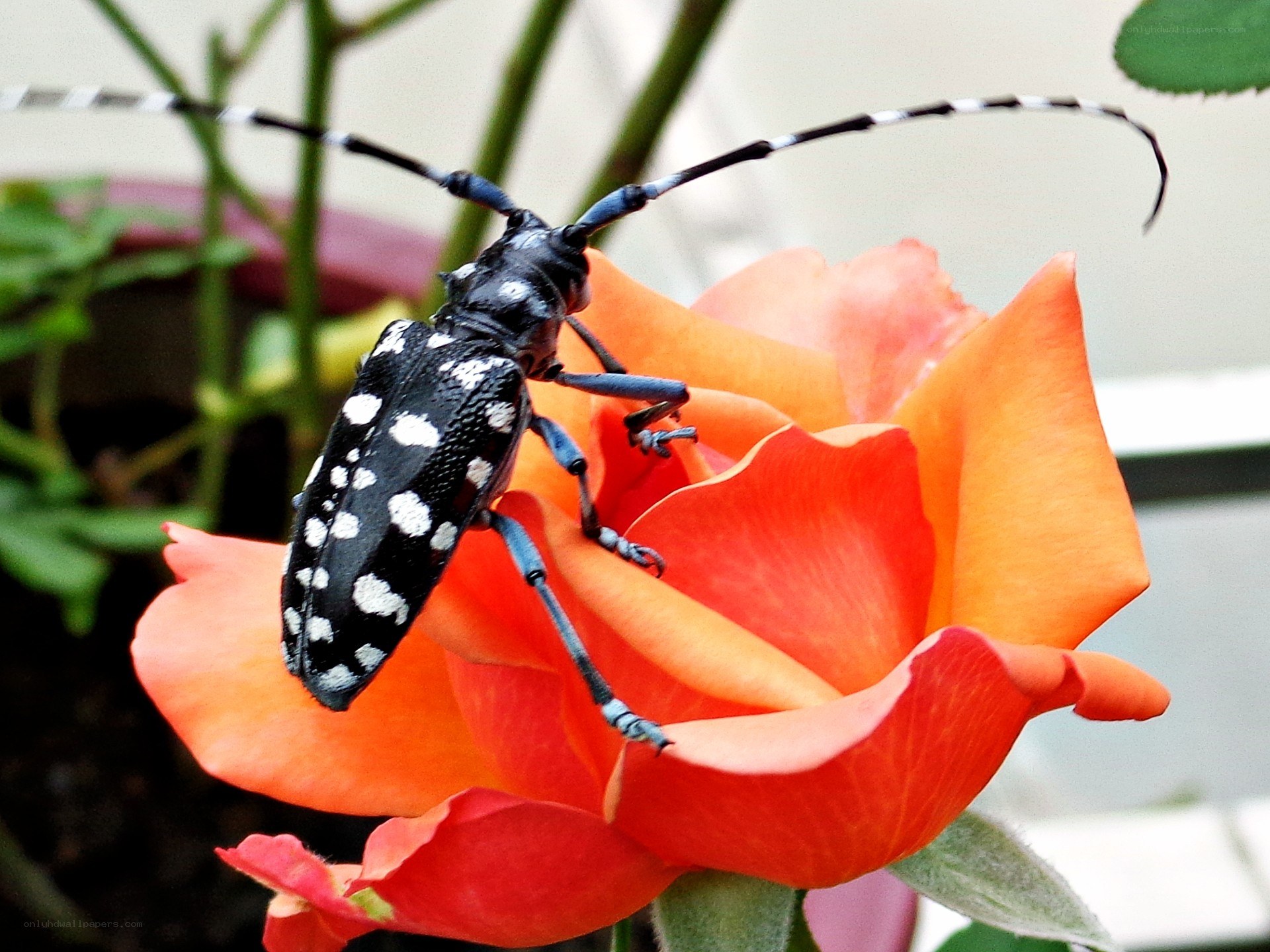 Beetle on a rose flower