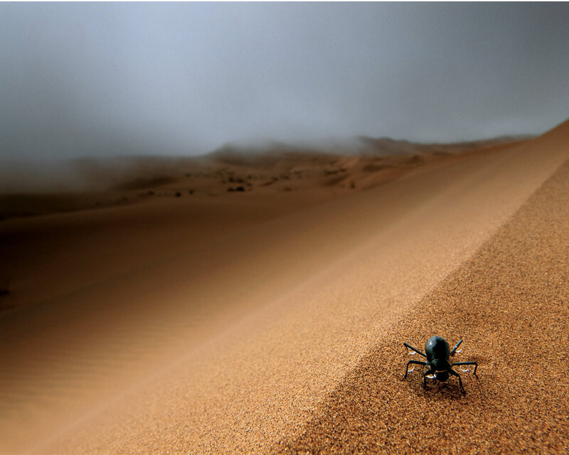 Beetle on a sand dune