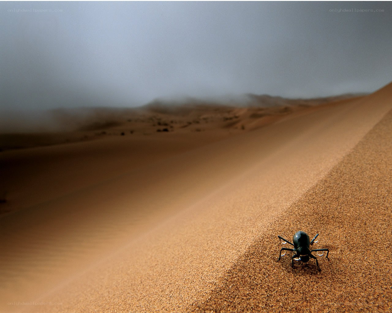 Beetle on a sand dune