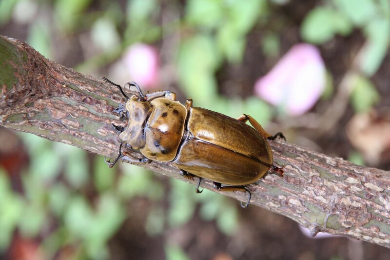 beetle on a tree branch