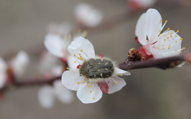 beetle on a white flower