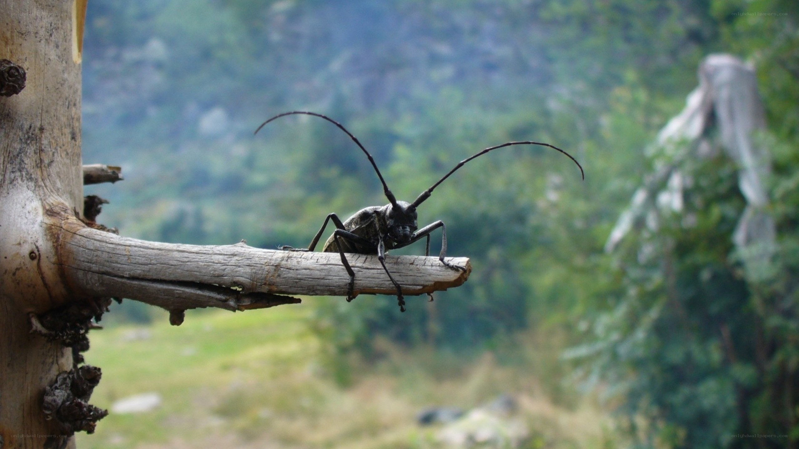 beetle on a wooden branch