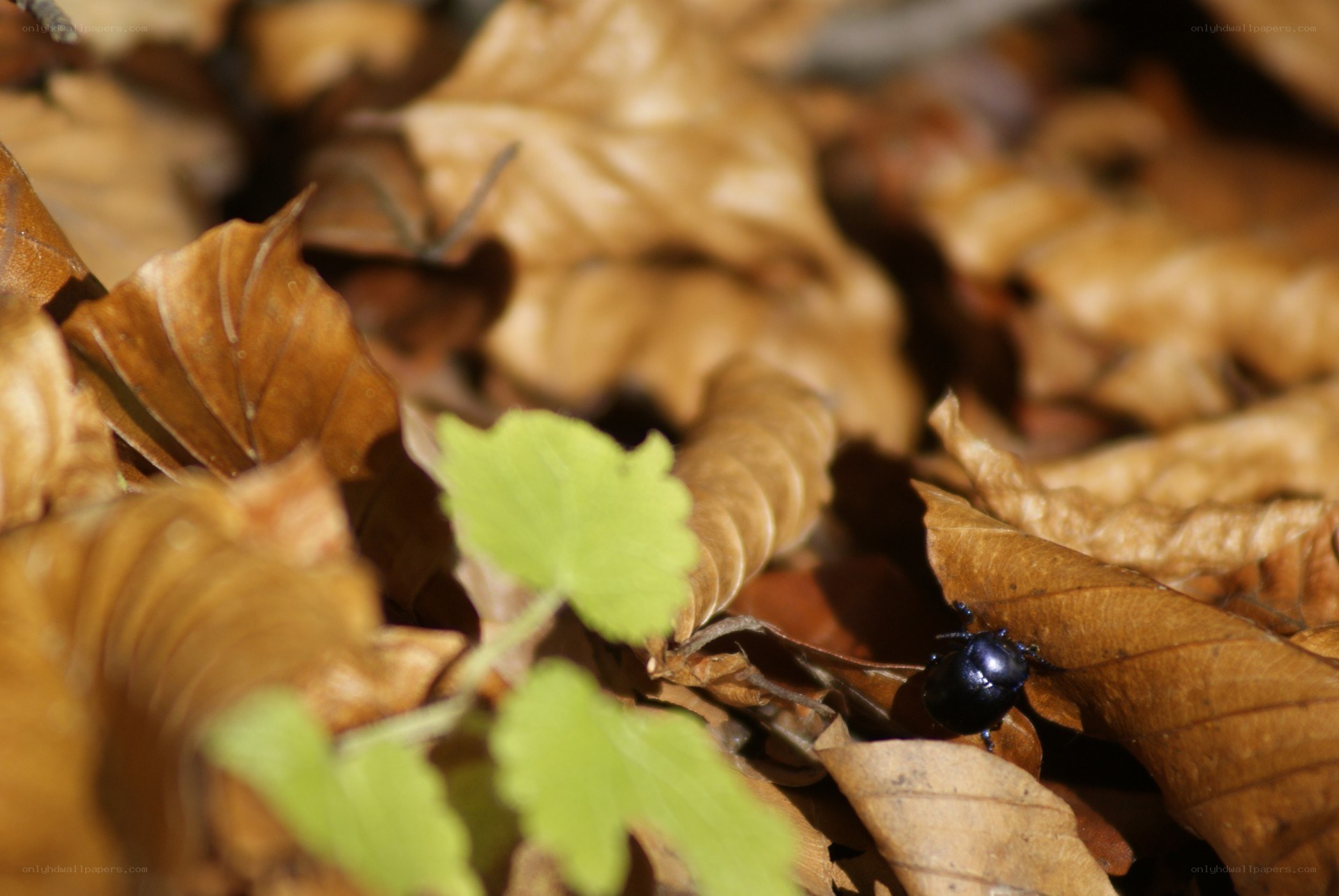 beetle on autumn leaves