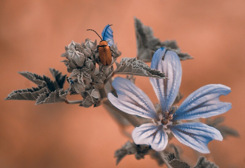 Beetle on Blue Flower