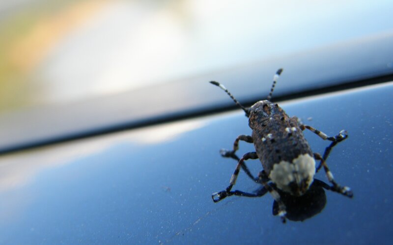 Beetle on Car Surface — Blue