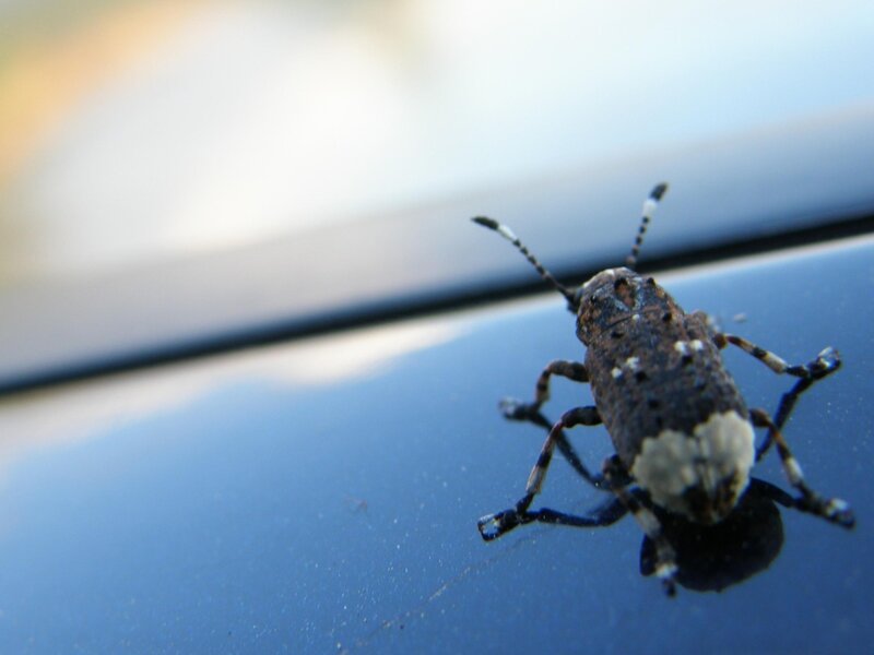 beetle on car surface