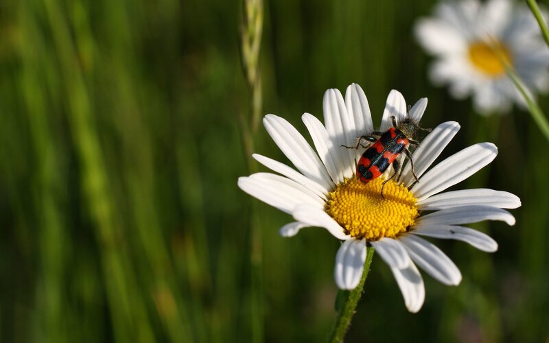 Beetle on Daisy Flower