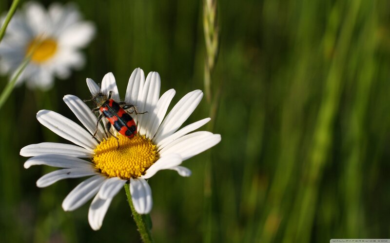 Beetle on Daisy Flower — White, Serene