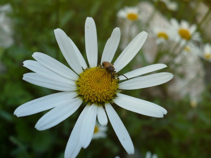 Beetle on Daisy Flower — White