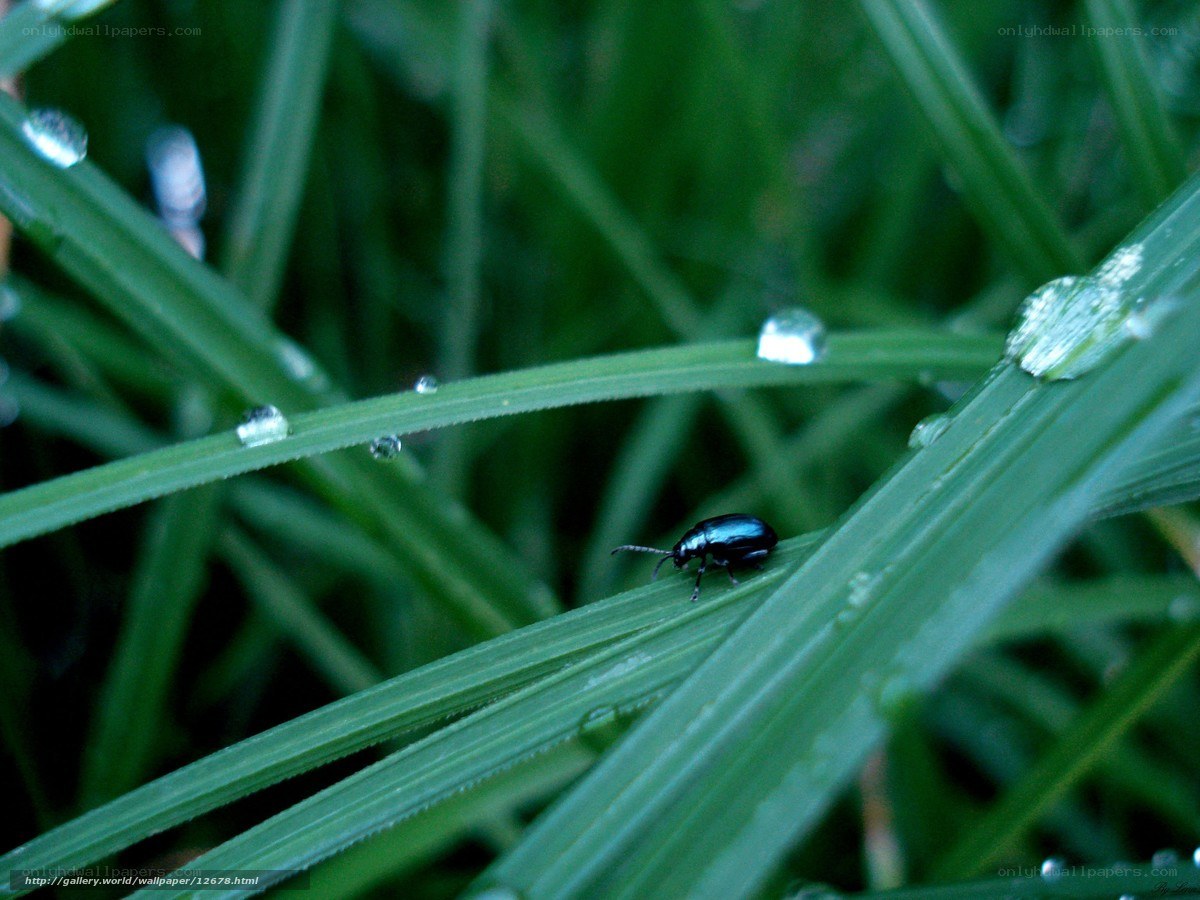 beetle on dew-covered grass