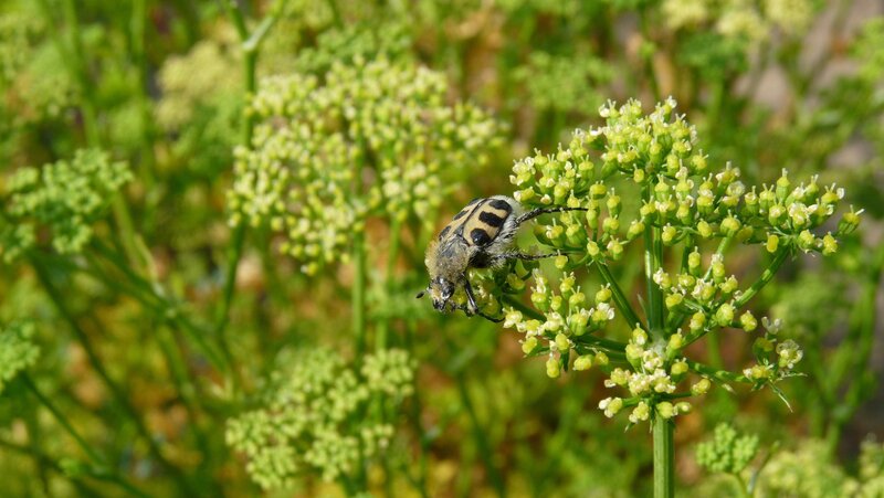 Beetle on Flower Cluster