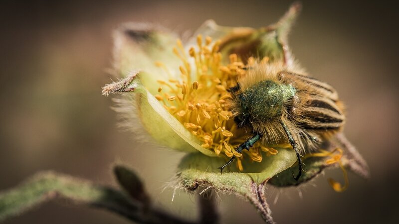 Beetle on Flower — Green