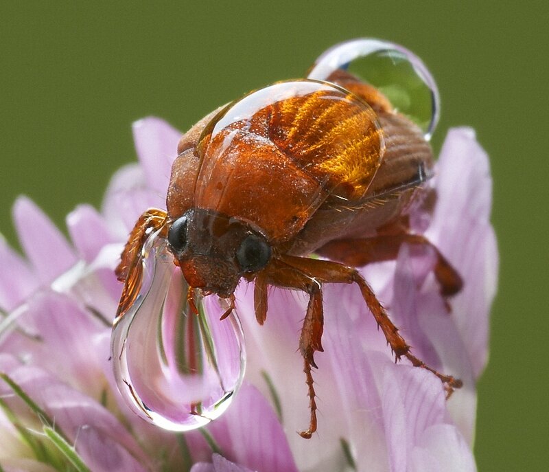 Beetle on Flower