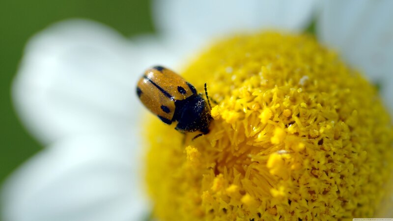 Beetle on Flower — Yellow