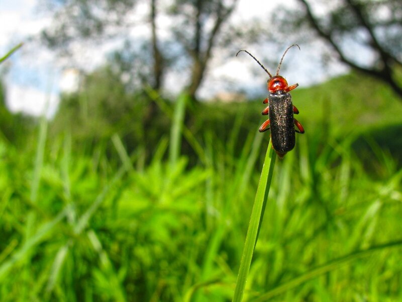 Beetle on Grass Blade