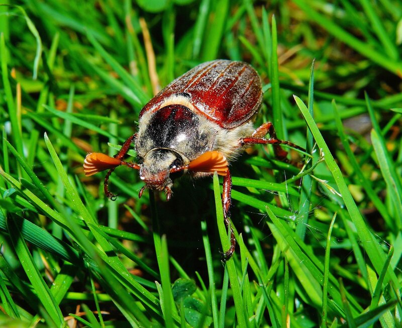 beetle on green grass