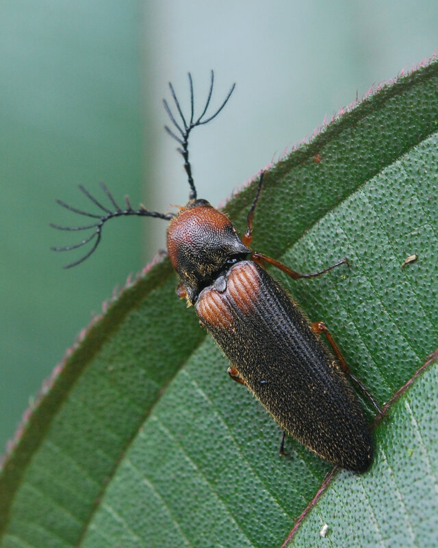 beetle on green leaf