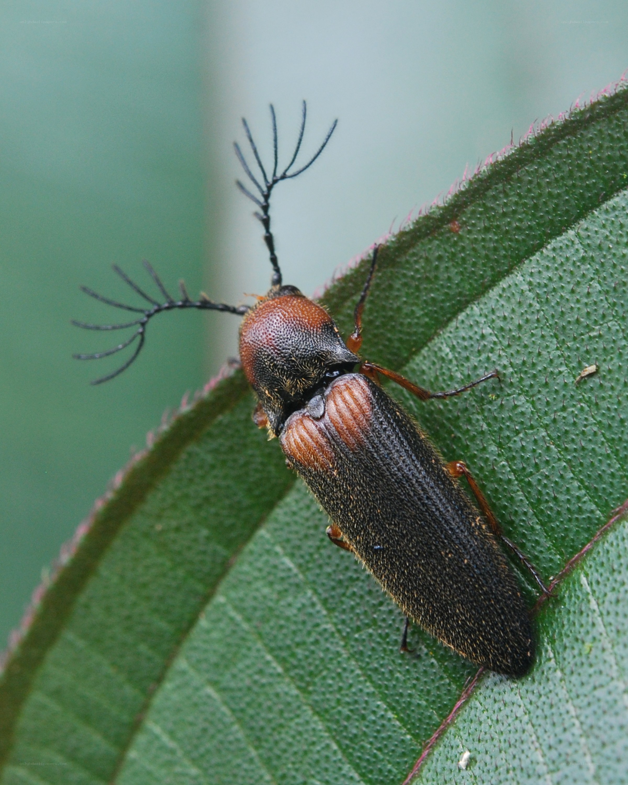 beetle on green leaf
