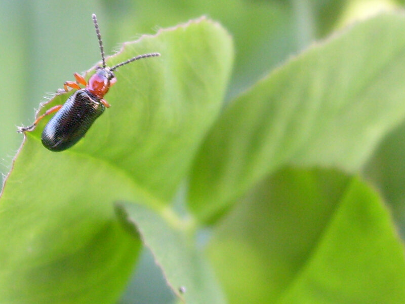 Beetle on Green Leaf — Calm