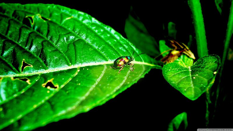Beetle on Green Leaf — Dramatic