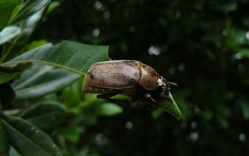 Beetle on Green Leaf — Natural, Photograph, Insect