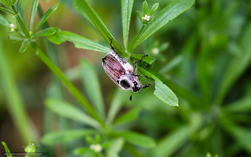 Beetle on Green Leaf — Natural