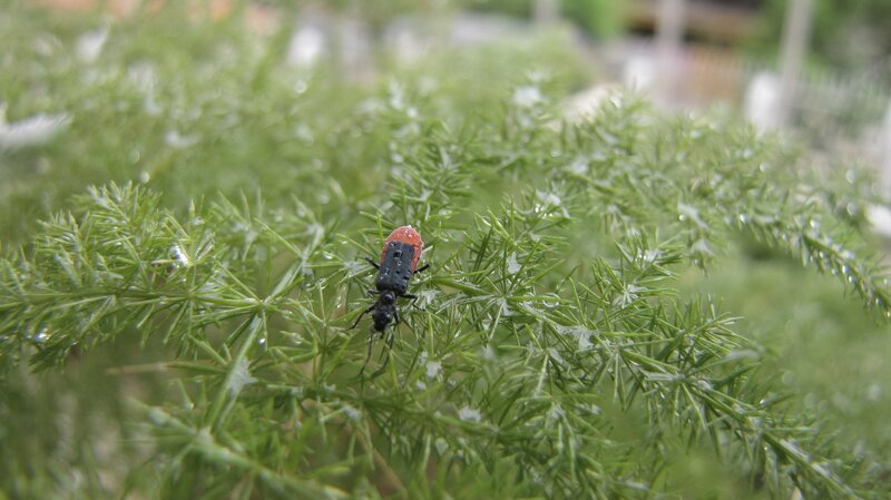 beetle on green plant