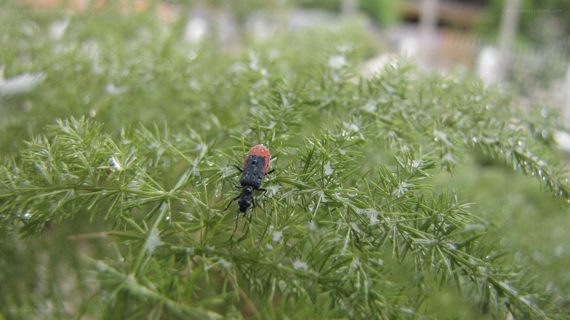 beetle on green plant