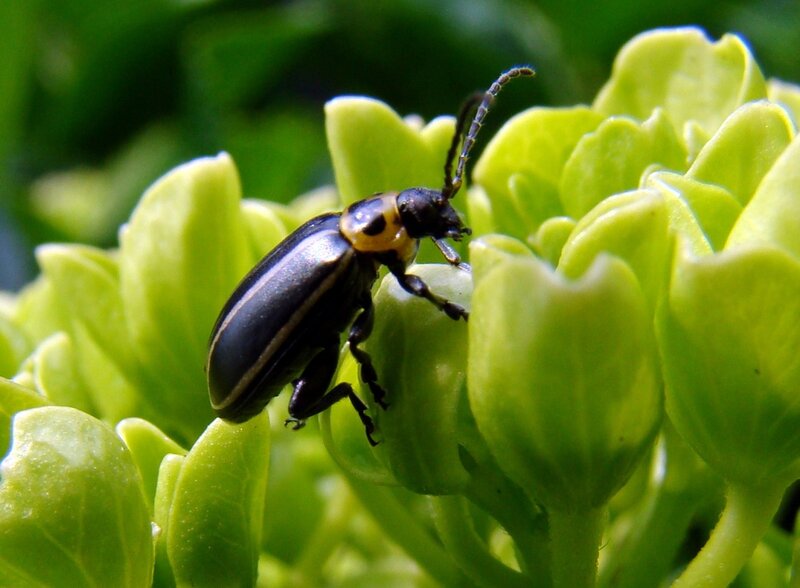 beetle on green plant
