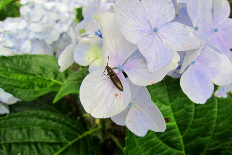 Beetle on Hydrangea