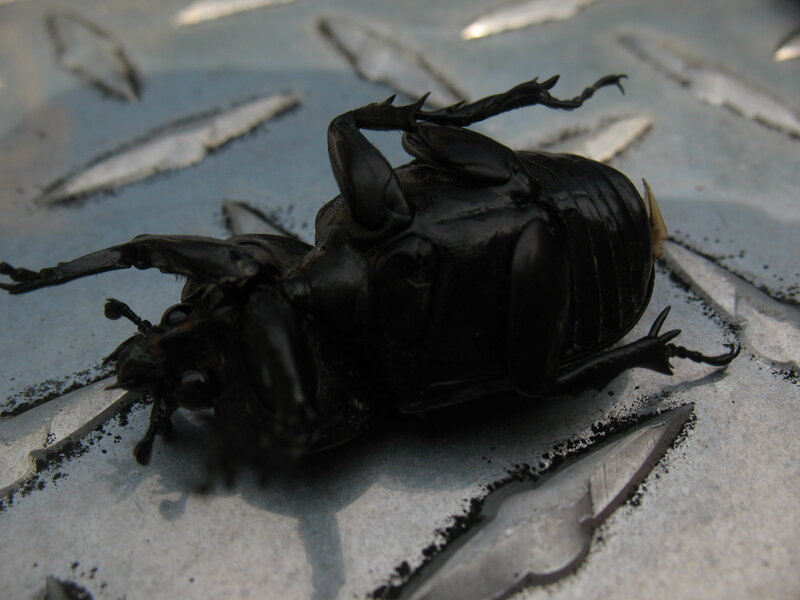 beetle on its back