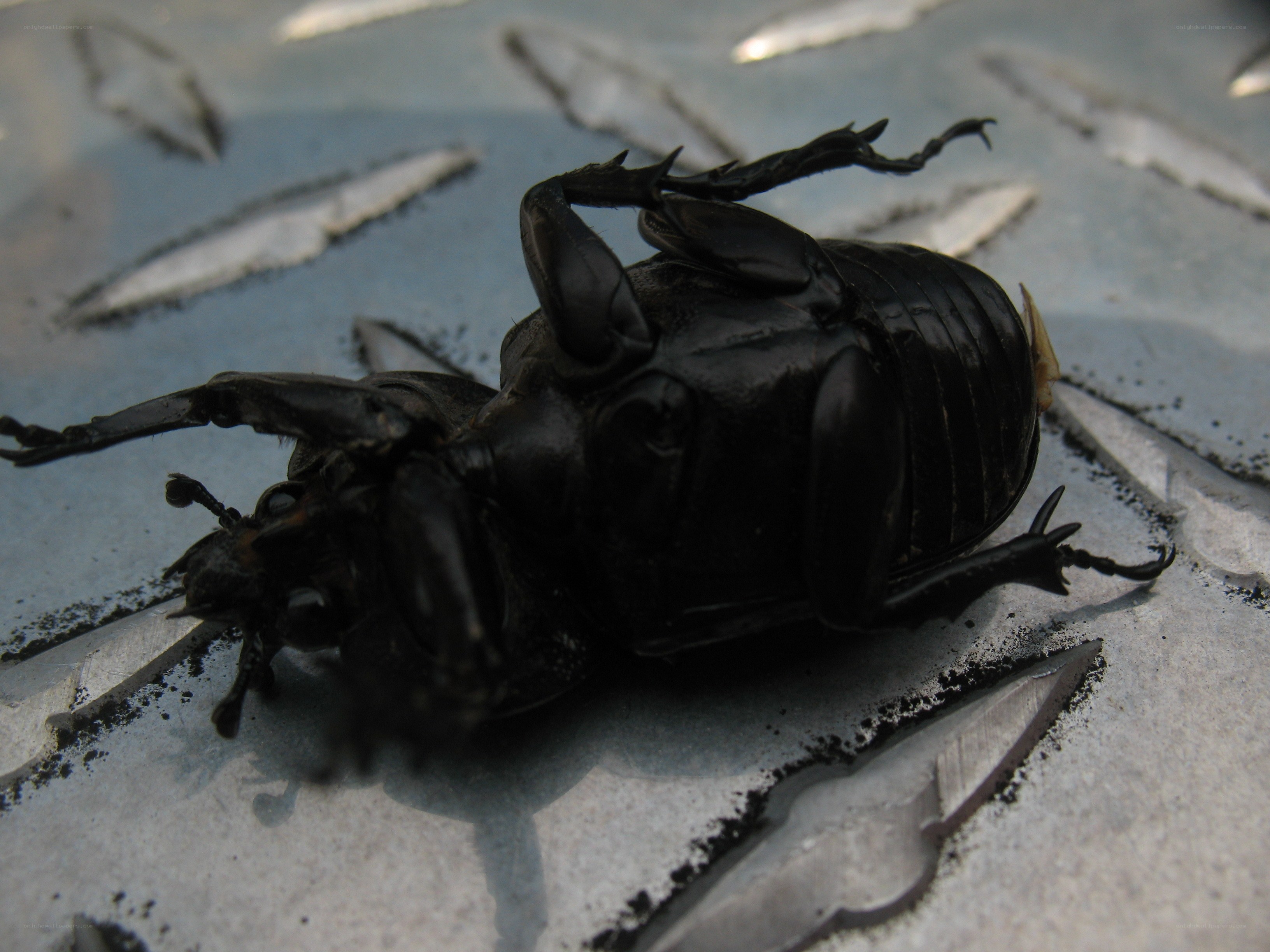 beetle on its back