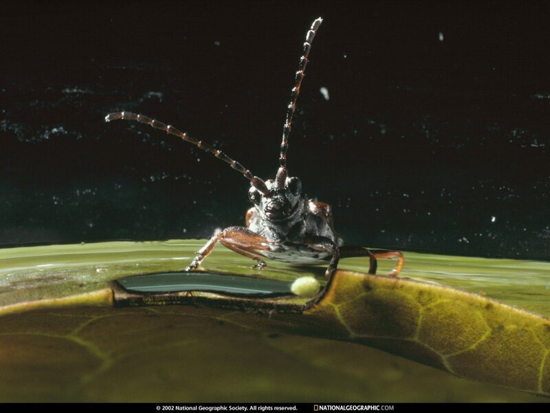 Beetle on Leaf