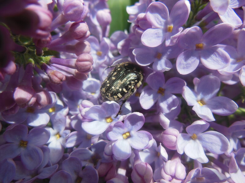 Beetle on Lilac Flowers