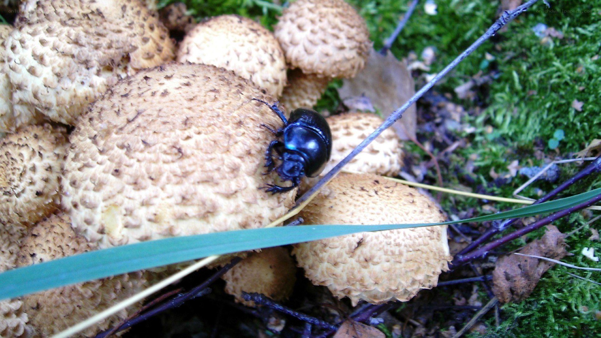 Beetle on mushrooms in forest