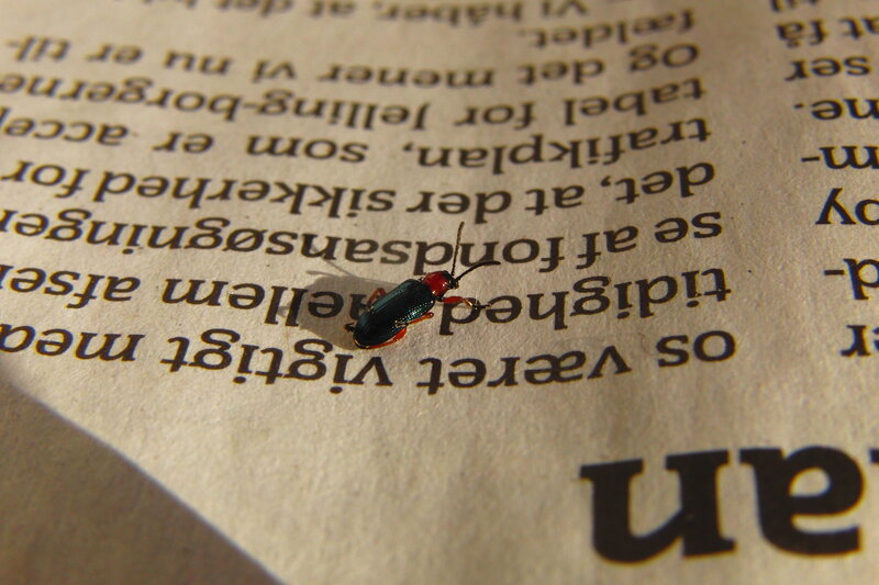 Beetle on Paper